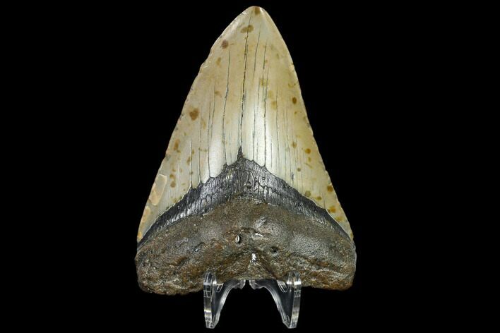 Fossil Megalodon Tooth - North Carolina #119431